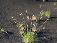 Grasbüschel in der Eldhraun im schrägen Abendlicht